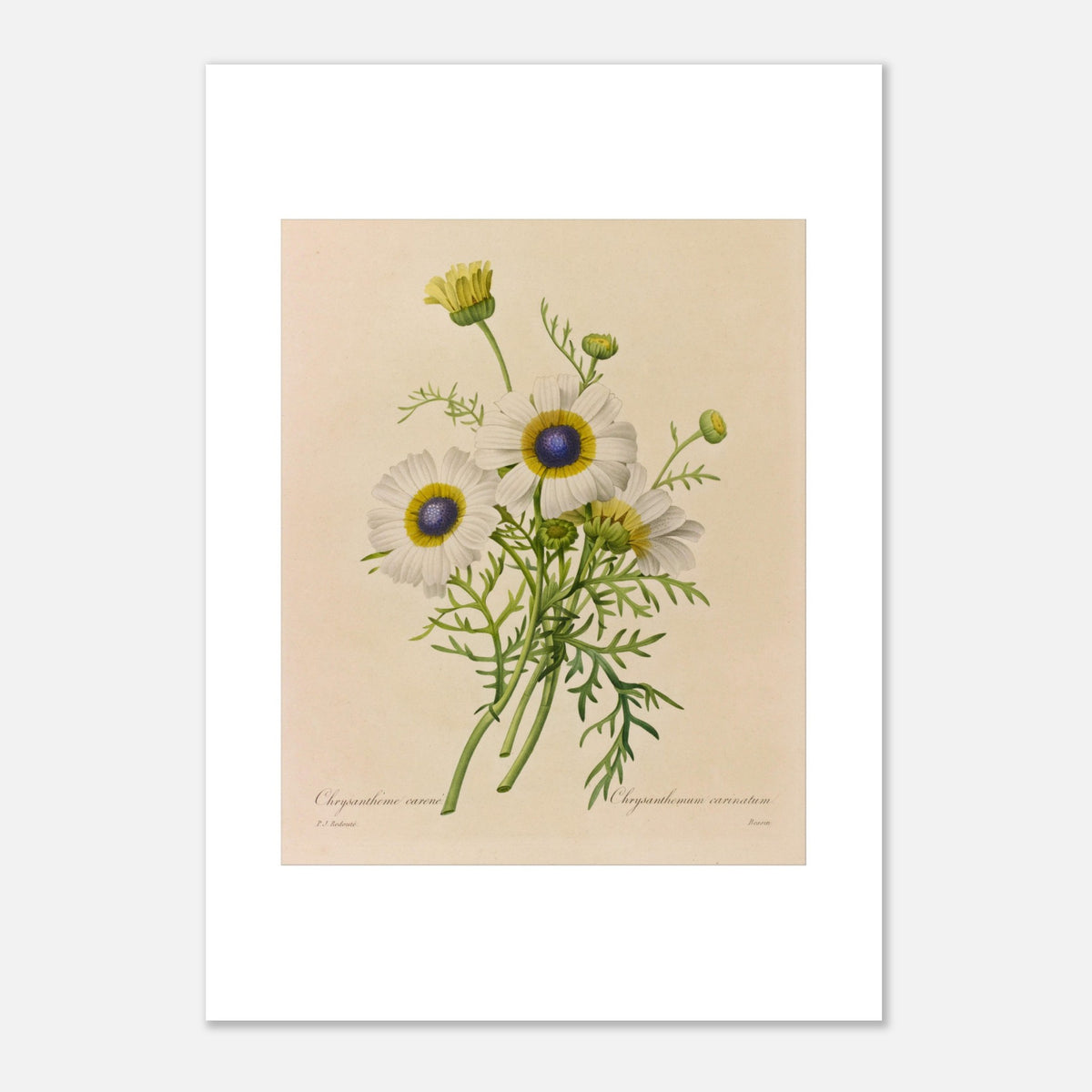 Antico disegno botanico Crisantemo Tricolore di Redouté (42x59,4 cm (A2)). Disegno botanico vintage di un bouquet di tre fiori di crisantemo tricolore di Pierre-Joseph Redouté, con petali bianchi, centri blu e gialli, e foglie verdi.