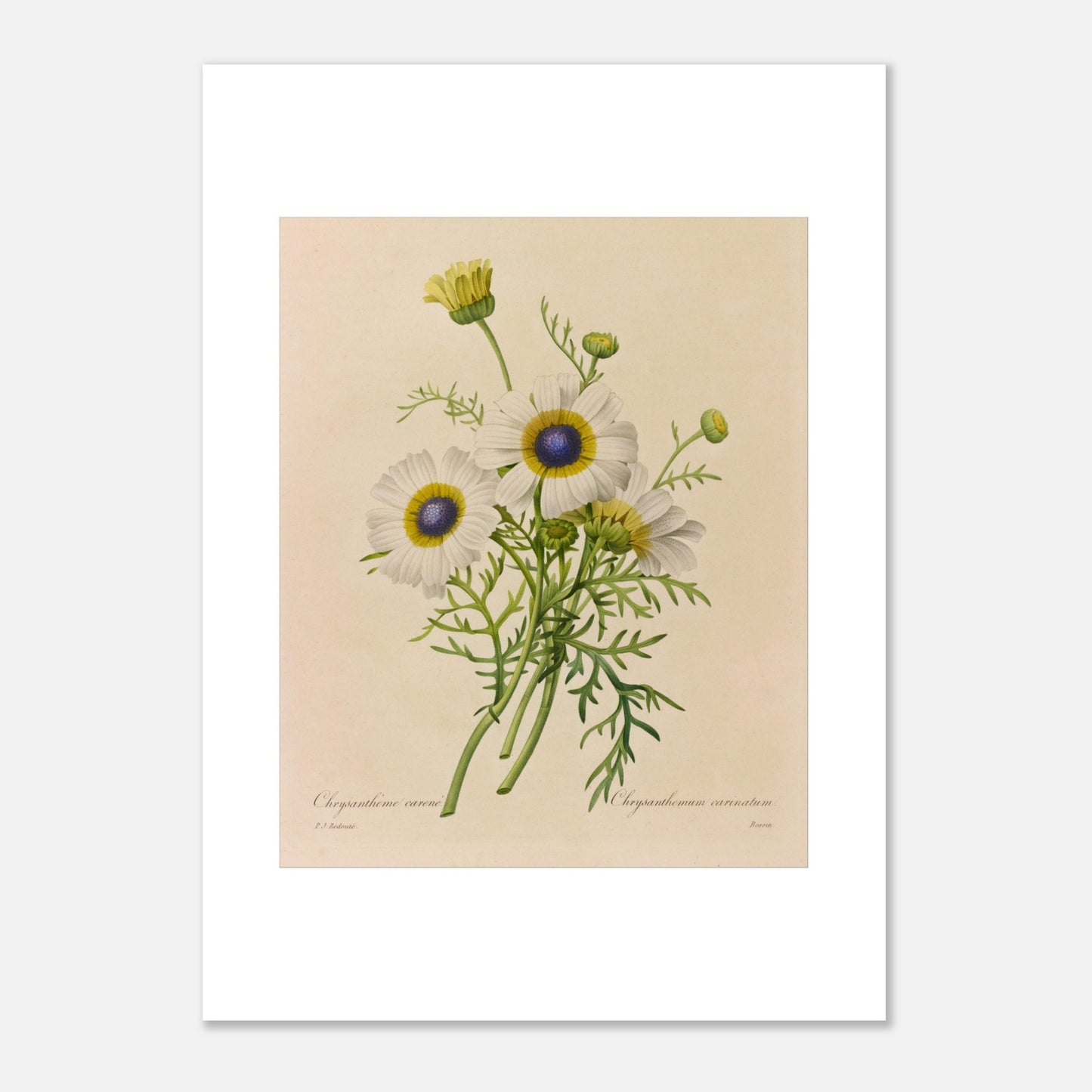 Dessin botanique ancien Chrysanthème Carène par Pierre-Joseph Redouté (50x70 cm). Dessin de botanique vintage d'un bouquet de trois fleurs de Chrysanthème caréné par Pierre-Joseph Redouté, avec des pétales blancs, des centres bleus et jaunes, et des feuilles vertes.