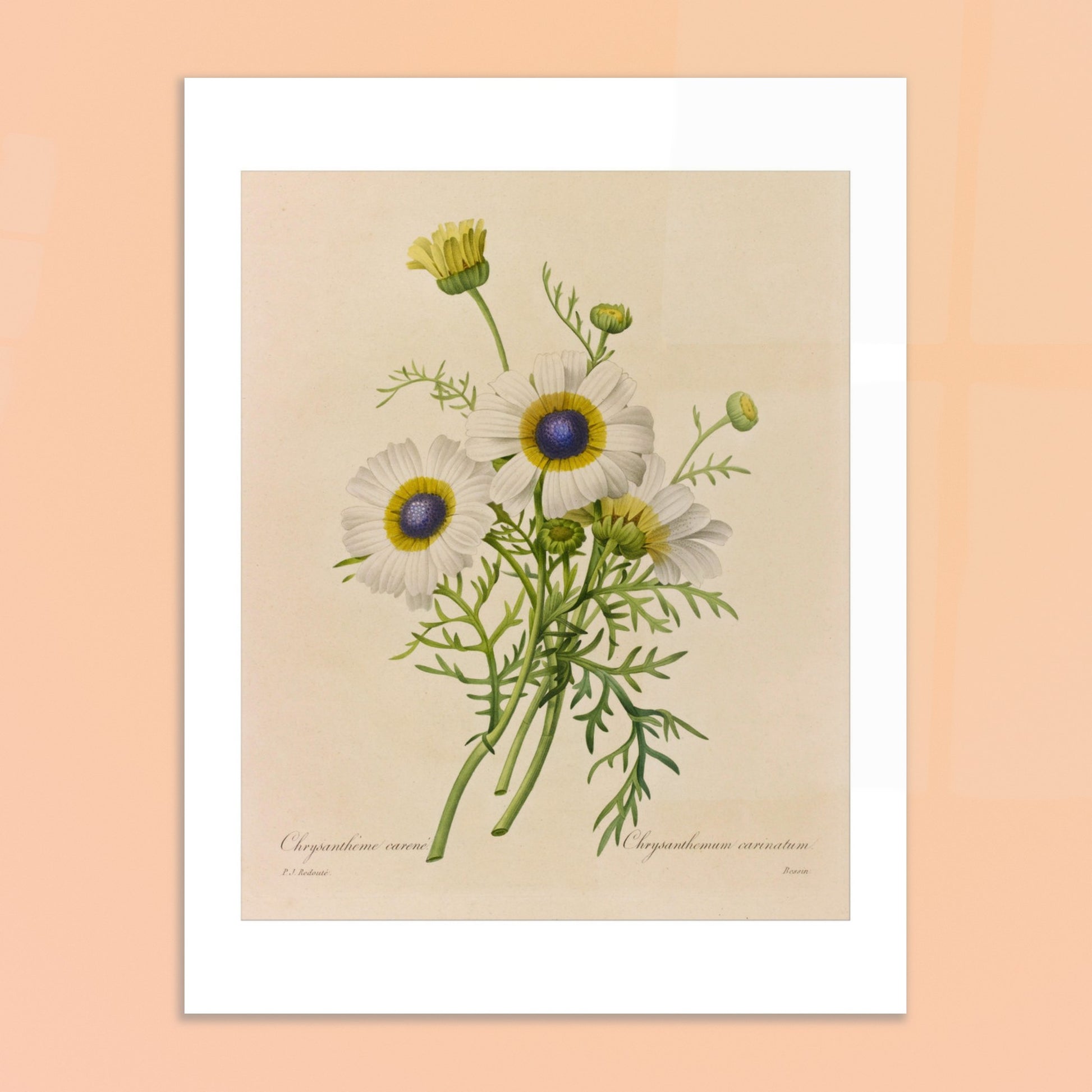 Dessin botanique ancien Chrysanthème Carène par Pierre-Joseph Redouté. Dessin de botanique vintage d'un bouquet de trois fleurs de Chrysanthème caréné par Pierre-Joseph Redouté, avec des pétales blancs, des centres bleus et jaunes, et des feuilles vertes. Image d'illustration 6