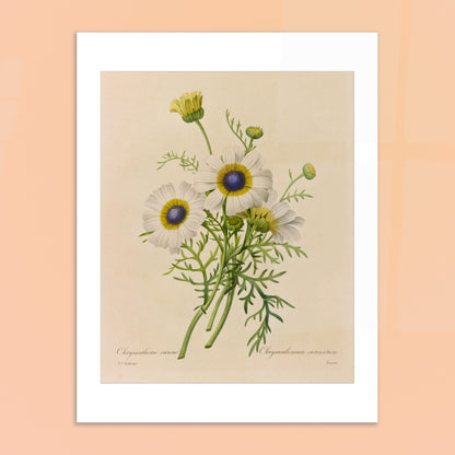 Dessin botanique ancien Chrysanthème Carène par Pierre-Joseph Redouté. Dessin de botanique vintage d'un bouquet de trois fleurs de Chrysanthème caréné par Pierre-Joseph Redouté, avec des pétales blancs, des centres bleus et jaunes, et des feuilles vertes. Image d'illustration 6