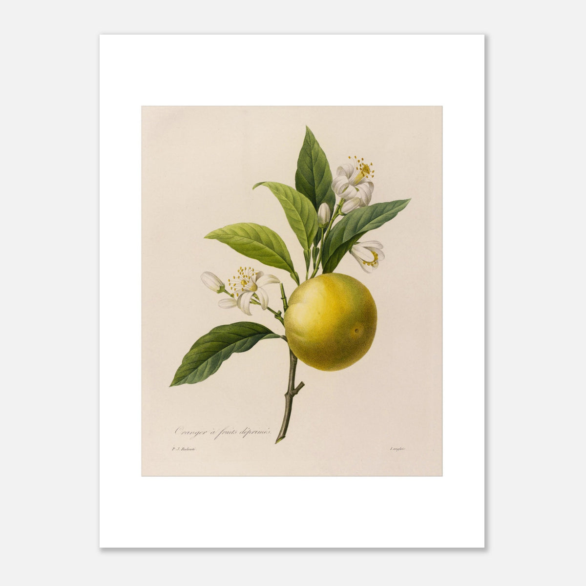 Dessin botanique Oranger à Fruits Déprimés par Pierre-Joseph Redouté (30x40 cm). Planche botanique d'un Oranger à Fruits Déprimés par Pierre-Joseph Redouté, avec fleurs et feuilles.