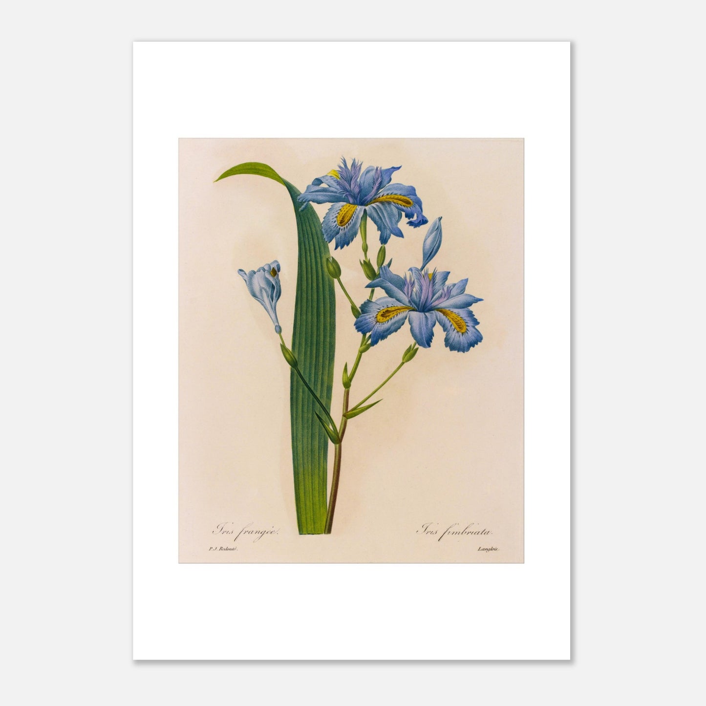 Planche botanique Iris Frangée par Pierre-Joseph Redouté (21x29,7 cm (A4)). Planche botanique ancienne par Pierre-Joseph Redouté, illustrant des fleurs d'iris bleues avec des touches de jaune et des feuilles vertes.