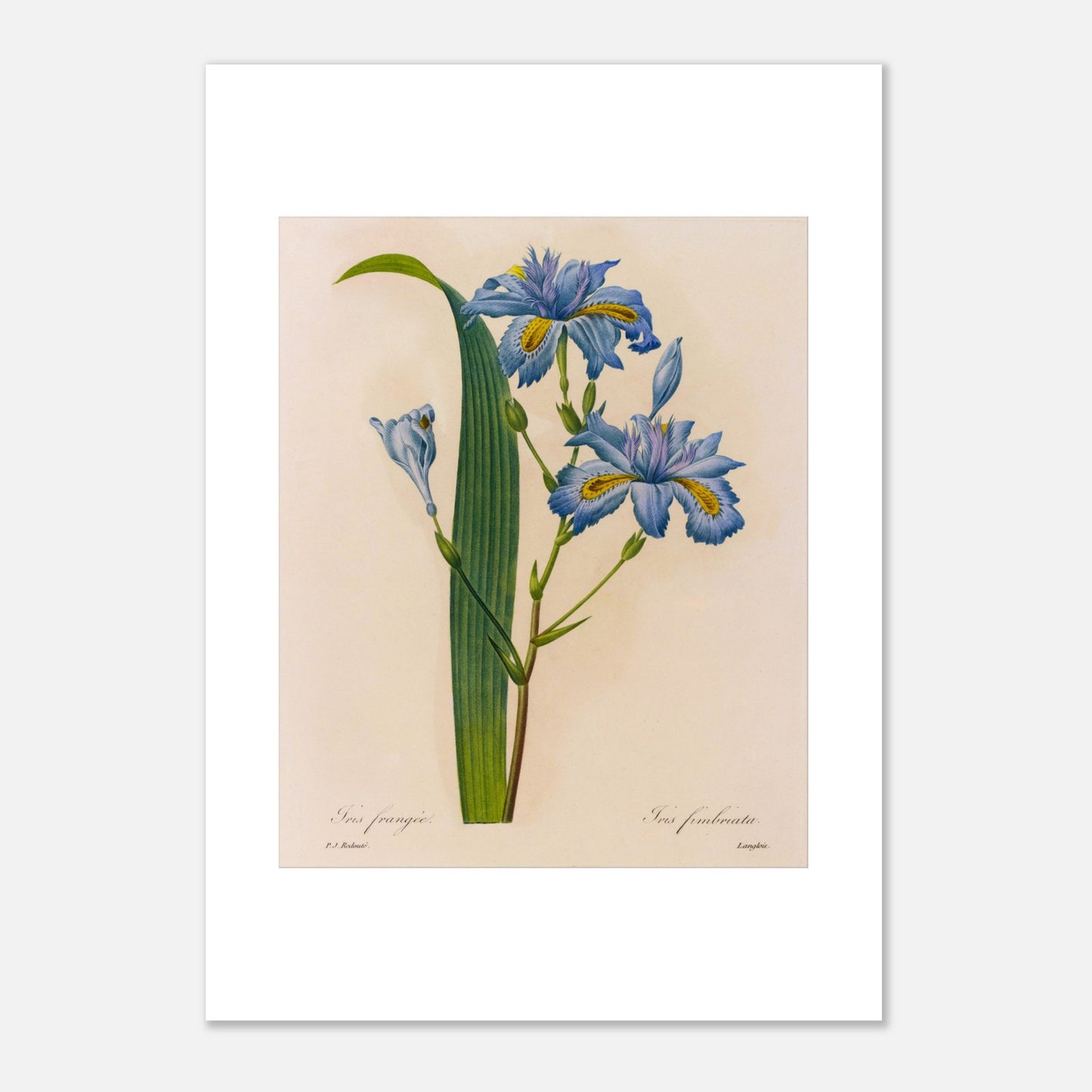 Planche botanique Iris Frangée par Pierre-Joseph Redouté (29,7x42 cm (A3)). Planche botanique ancienne par Pierre-Joseph Redouté, illustrant des fleurs d'iris bleues avec des touches de jaune et des feuilles vertes.