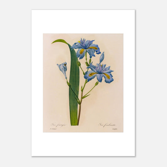 Planche botanique Iris Frangée par Pierre-Joseph Redouté (42x59,4 cm (A2)). Planche botanique ancienne par Pierre-Joseph Redouté, illustrant des fleurs d'iris bleues avec des touches de jaune et des feuilles vertes.