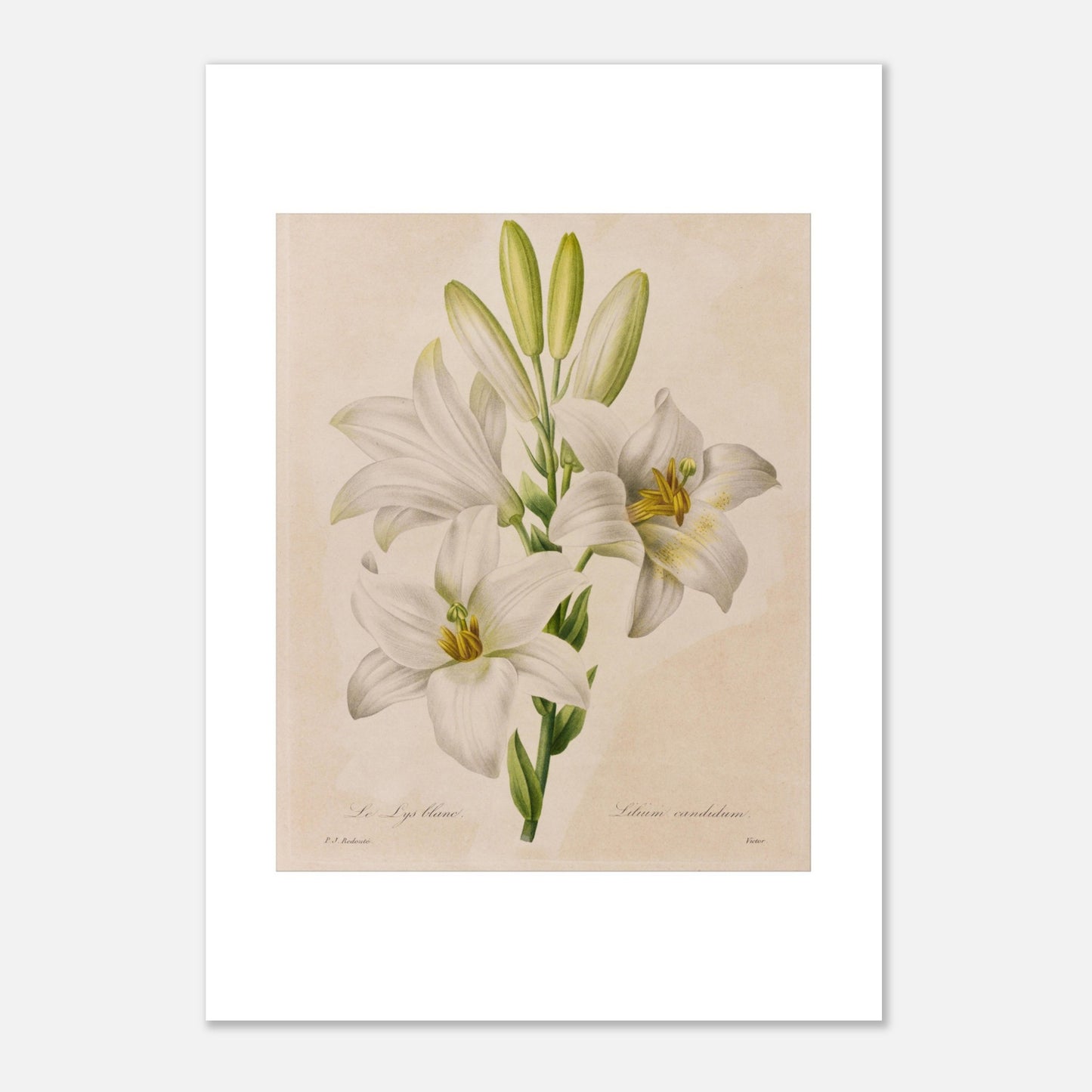 Planche botanique Lys Blanc par Pierre-Joseph Redouté (21x29,7 cm (A4)). Dessin botanique de Pierre-Joseph Redouté représentant le Lys Blanc (Lilium candidum) avec trois fleurs blanches ouvertes et des boutons.
