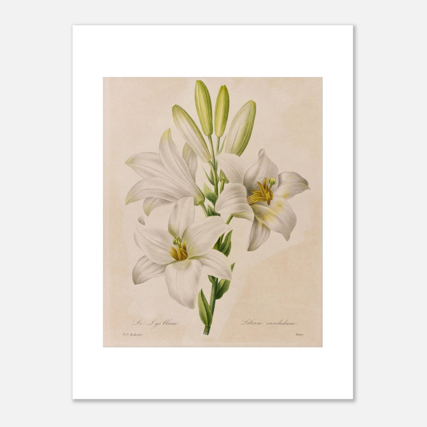 Planche botanique Lys Blanc par Pierre-Joseph Redouté (30x40 cm). Dessin botanique de Pierre-Joseph Redouté représentant le Lys Blanc (Lilium candidum) avec trois fleurs blanches ouvertes et des boutons.