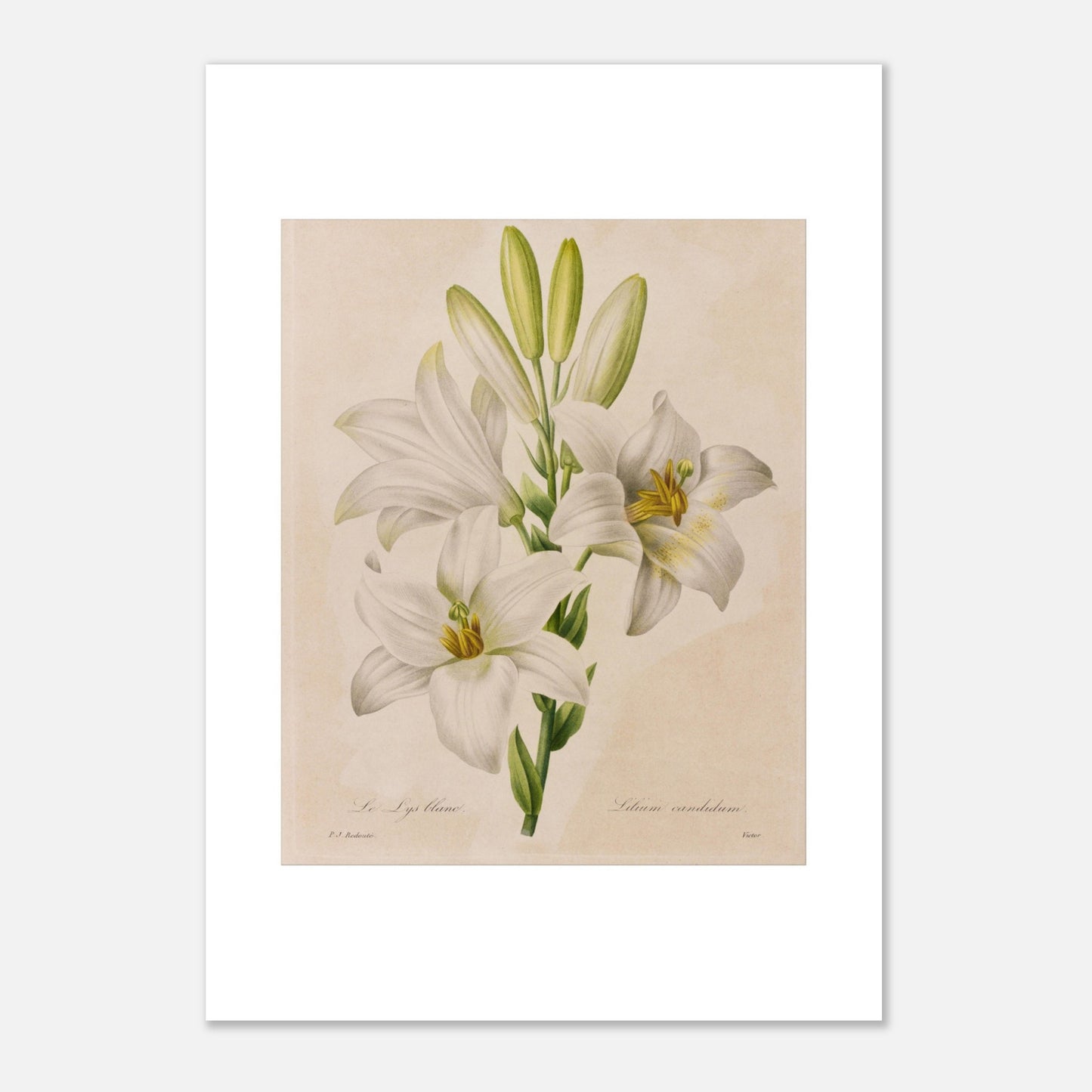 Planche botanique Lys Blanc par Pierre-Joseph Redouté (42x59,4 cm (A2)). Dessin botanique de Pierre-Joseph Redouté représentant le Lys Blanc (Lilium candidum) avec trois fleurs blanches ouvertes et des boutons.