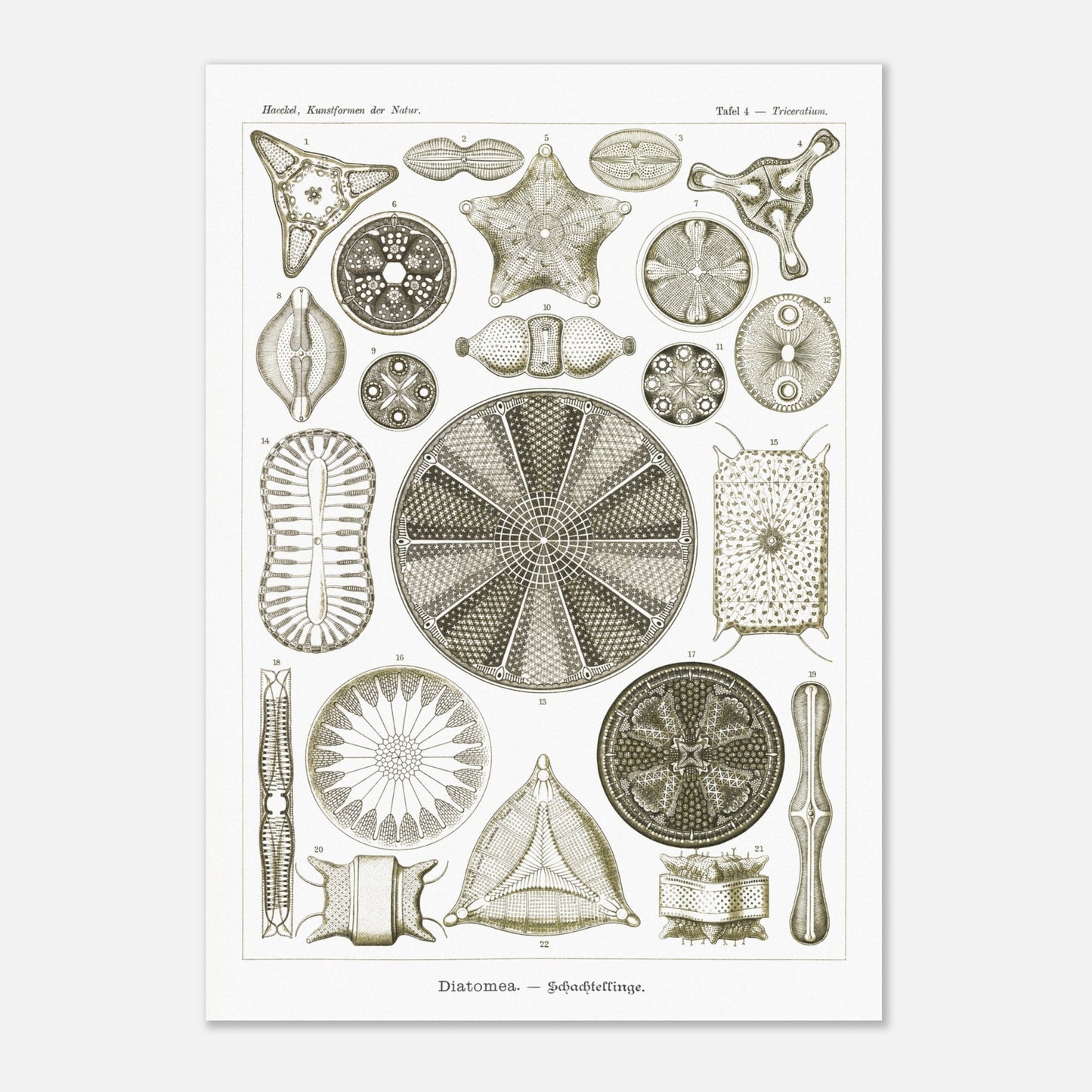 Planche de diatomées Diatomea - Illustration scientifique d'Ernst Haeckel (29,7x42 cm (A3)). Planche scientifique d'Ernst Haeckel illustrant différentes formes de diatomées avec une grande précision.