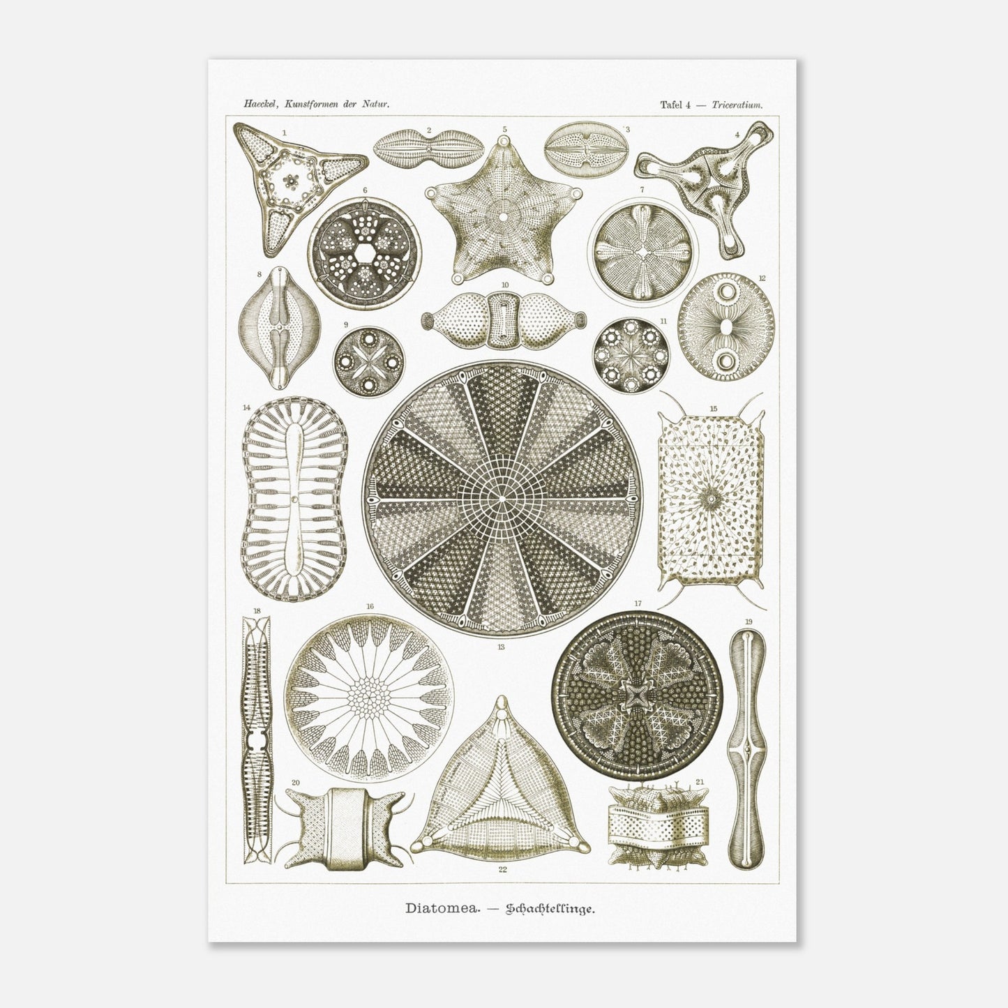 Planche de diatomées Diatomea - Illustration scientifique d'Ernst Haeckel (40x60 cm). Planche scientifique d'Ernst Haeckel illustrant différentes formes de diatomées avec une grande précision.