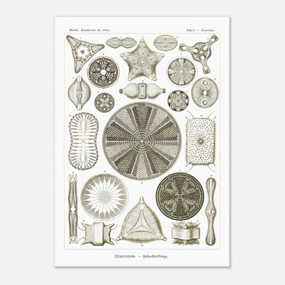 Planche de diatomées Diatomea - Illustration scientifique d'Ernst Haeckel (70x100 cm). Planche scientifique d'Ernst Haeckel illustrant différentes formes de diatomées avec une grande précision.