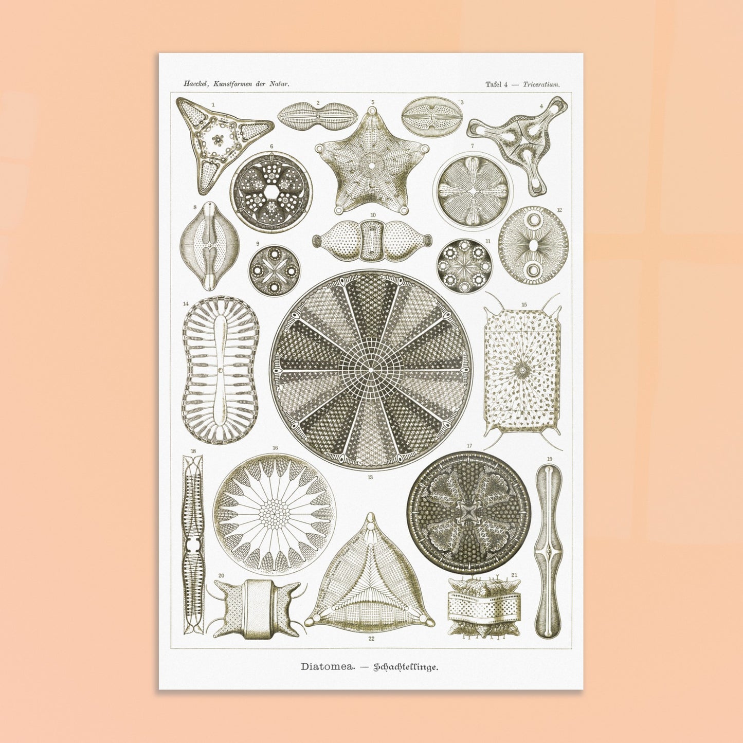 Planche de diatomées Diatomea - Illustration scientifique d'Ernst Haeckel. Planche scientifique d'Ernst Haeckel illustrant différentes formes de diatomées avec une grande précision. Image d'illustration 8