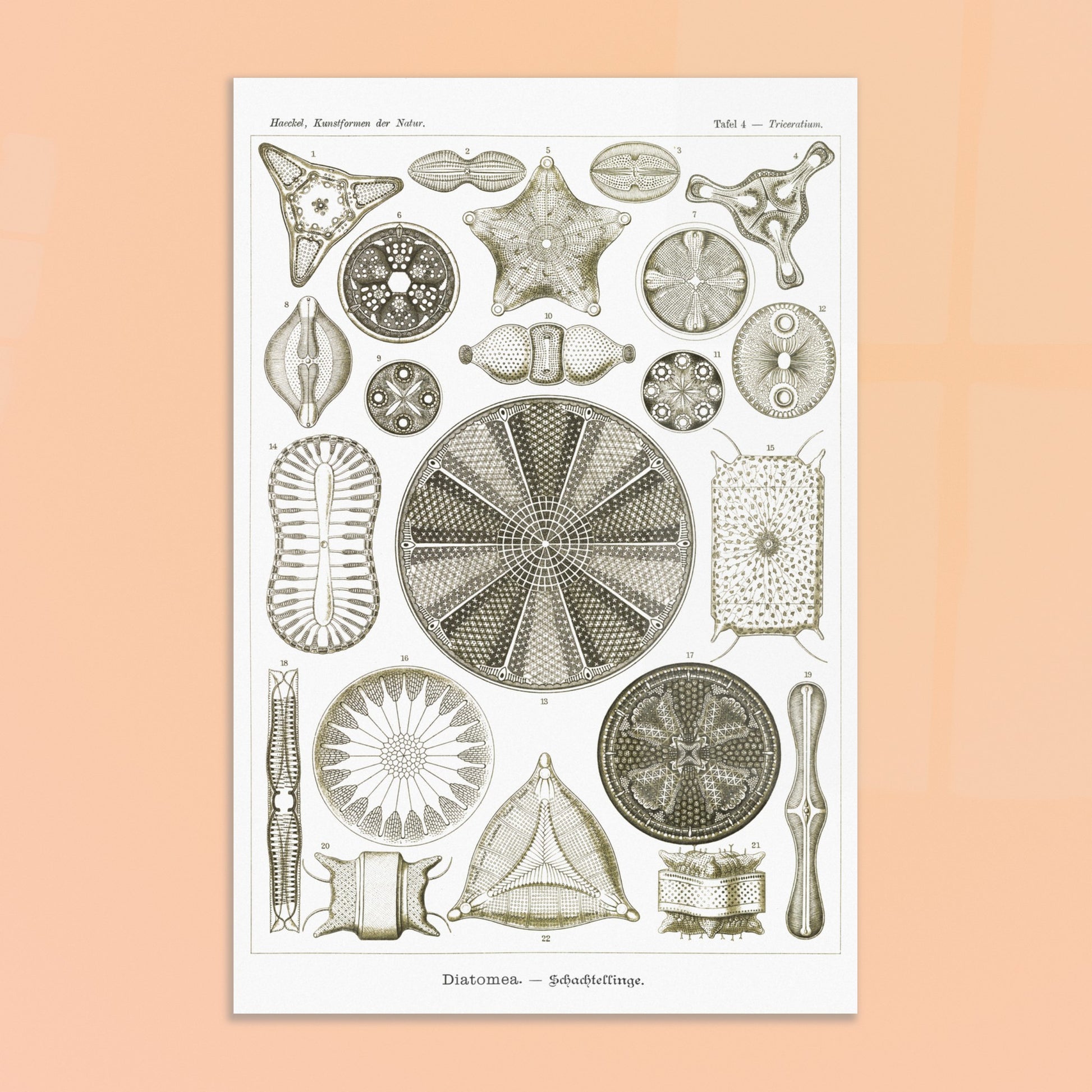 Planche de diatomées Diatomea - Illustration scientifique d'Ernst Haeckel. Planche scientifique d'Ernst Haeckel illustrant différentes formes de diatomées avec une grande précision. Image d'illustration 8