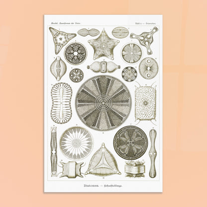 Planche de diatomées Diatomea - Illustration scientifique d'Ernst Haeckel. Planche scientifique d'Ernst Haeckel illustrant différentes formes de diatomées avec une grande précision. Image d'illustration 8