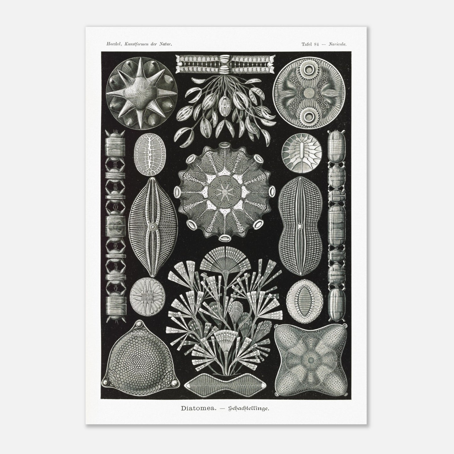 Planche naturaliste des Diatomées par Ernst Haeckel (29,7x42 cm (A3)). Planche naturaliste d'Ernst Haeckel représentant diverses formes et structures de diatomées, avec un fond noir.