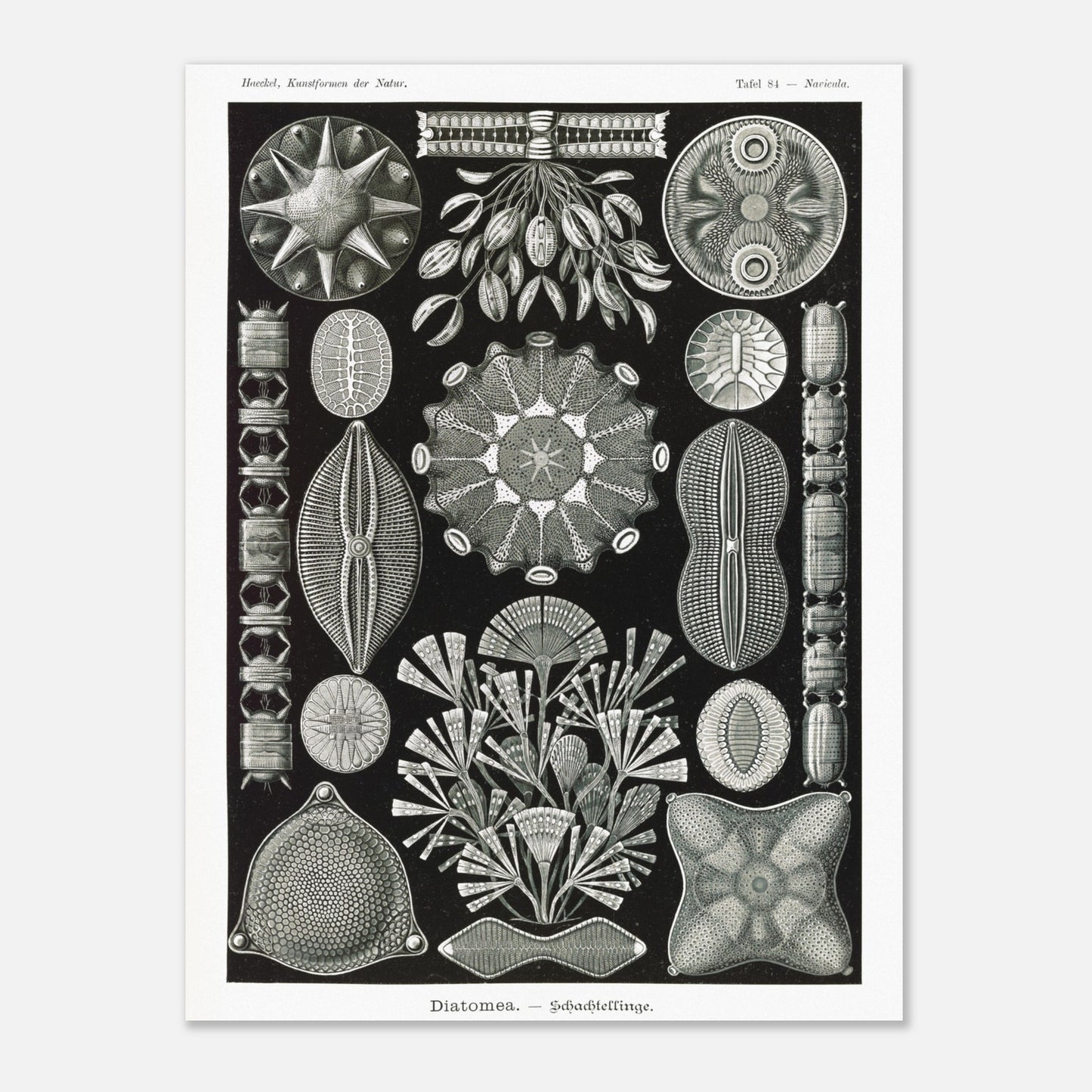 Planche naturaliste des Diatomées par Ernst Haeckel (30x40 cm). Planche naturaliste d'Ernst Haeckel représentant diverses formes et structures de diatomées, avec un fond noir.