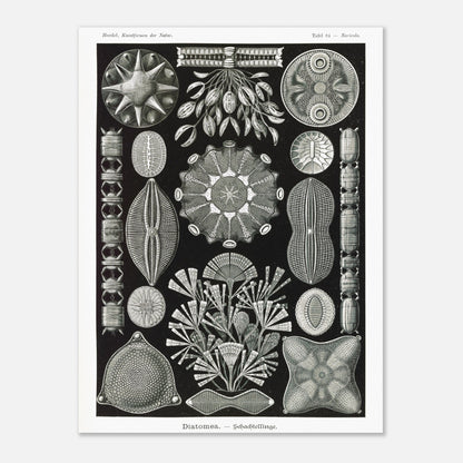 Planche naturaliste des Diatomées par Ernst Haeckel (30x40 cm). Planche naturaliste d'Ernst Haeckel représentant diverses formes et structures de diatomées, avec un fond noir.