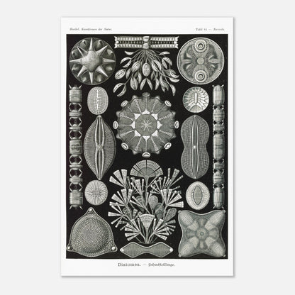 Planche naturaliste des Diatomées par Ernst Haeckel (40x60 cm). Planche naturaliste d'Ernst Haeckel représentant diverses formes et structures de diatomées, avec un fond noir.