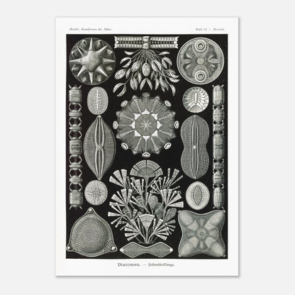 Planche naturaliste des Diatomées par Ernst Haeckel (42x59,4 cm (A2)). Planche naturaliste d'Ernst Haeckel représentant diverses formes et structures de diatomées, avec un fond noir.