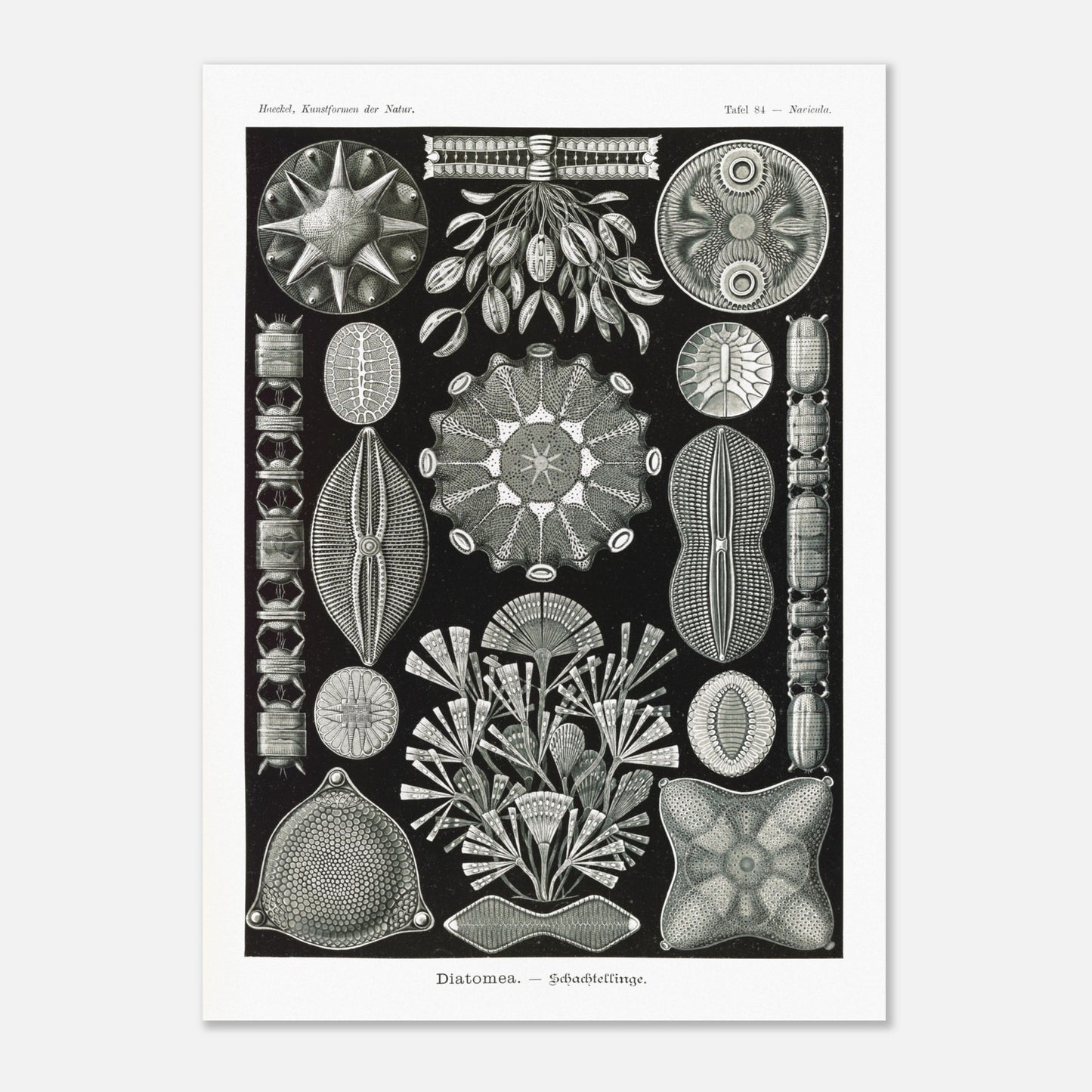 Planche naturaliste des Diatomées par Ernst Haeckel (50x70 cm). Planche naturaliste d'Ernst Haeckel représentant diverses formes et structures de diatomées, avec un fond noir.