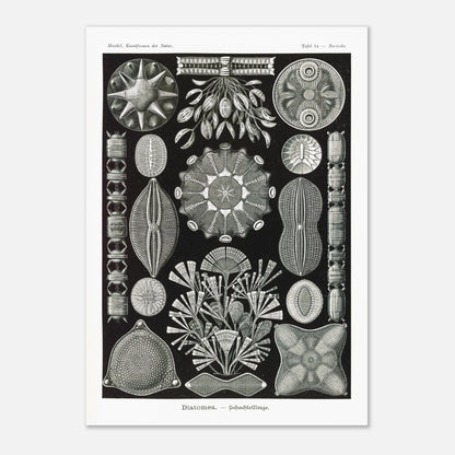 Planche naturaliste des Diatomées par Ernst Haeckel (59,4x84,1 cm (A1)). Planche naturaliste d'Ernst Haeckel représentant diverses formes et structures de diatomées, avec un fond noir.