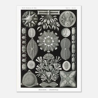 Planche naturaliste des Diatomées par Ernst Haeckel (60x80 cm). Planche naturaliste d'Ernst Haeckel représentant diverses formes et structures de diatomées, avec un fond noir.
