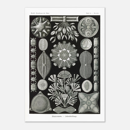Planche naturaliste des Diatomées par Ernst Haeckel (70x100 cm). Planche naturaliste d'Ernst Haeckel représentant diverses formes et structures de diatomées, avec un fond noir.