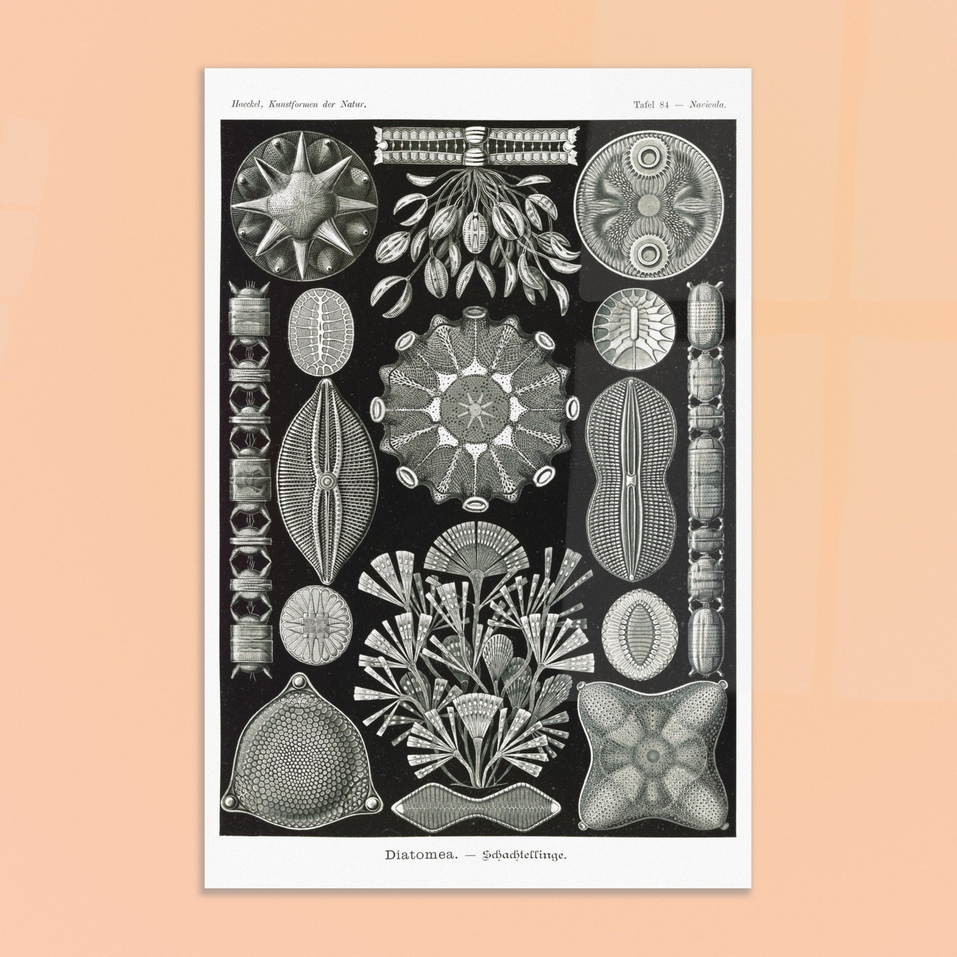Planche naturaliste des Diatomées par Ernst Haeckel. Planche naturaliste d'Ernst Haeckel représentant diverses formes et structures de diatomées, avec un fond noir. Image d'illustration 8