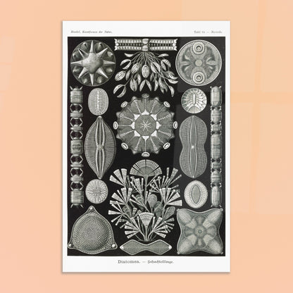 Planche naturaliste des Diatomées par Ernst Haeckel. Planche naturaliste d'Ernst Haeckel représentant diverses formes et structures de diatomées, avec un fond noir. Image d'illustration 8