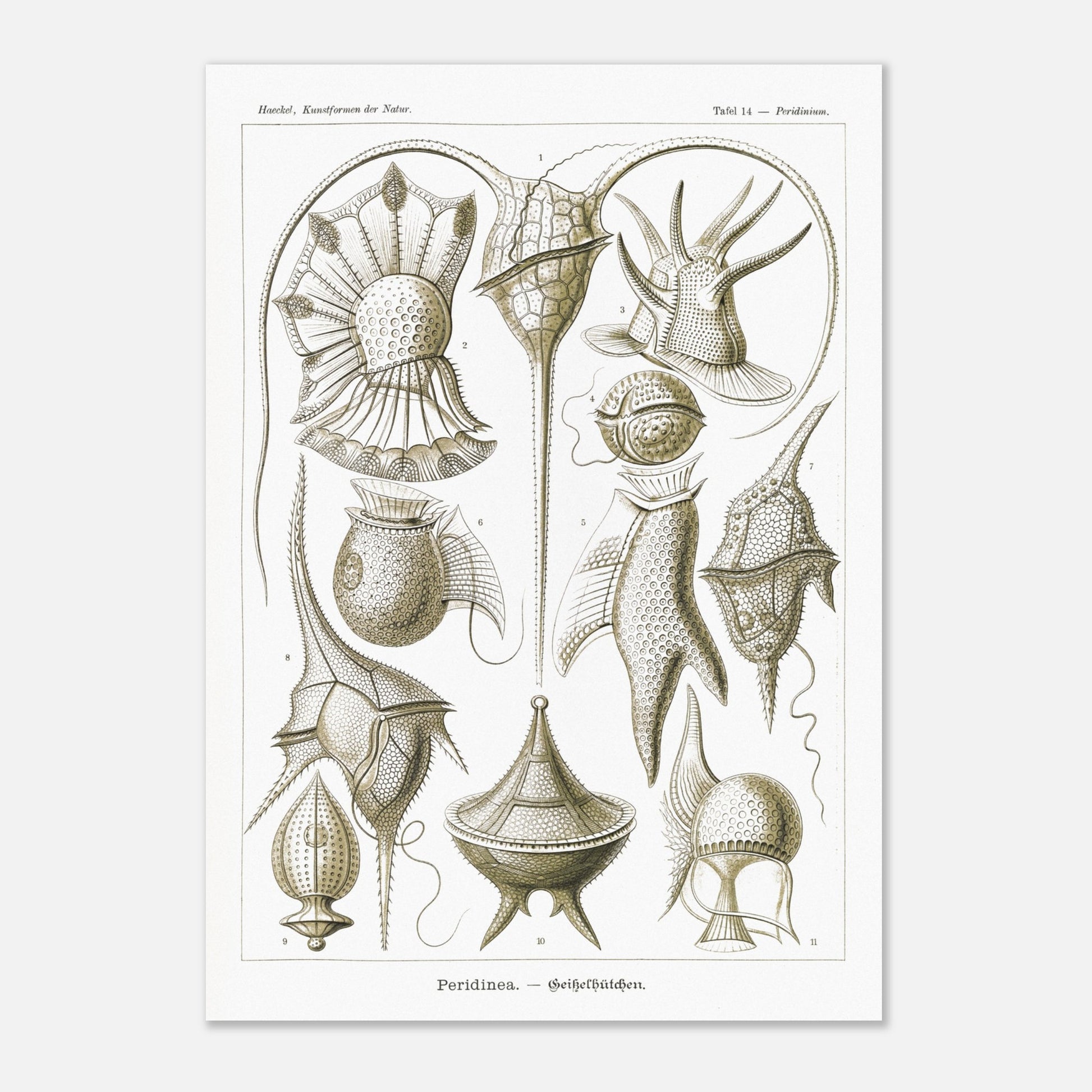 Planche naturaliste de dinoflagellés par Ernst Haeckel (29,7x42 cm (A3)). Planche d'illustrations naturalistes par Ernst Haeckel, présentant diverses formes de dinoflagellés aux structures complexes sur fond blanc.