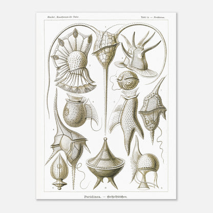 Planche naturaliste de dinoflagellés par Ernst Haeckel (30x40 cm). Planche d'illustrations naturalistes par Ernst Haeckel, présentant diverses formes de dinoflagellés aux structures complexes sur fond blanc.
