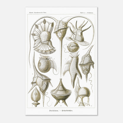 Planche naturaliste de dinoflagellés par Ernst Haeckel (40x60 cm). Planche d'illustrations naturalistes par Ernst Haeckel, présentant diverses formes de dinoflagellés aux structures complexes sur fond blanc.