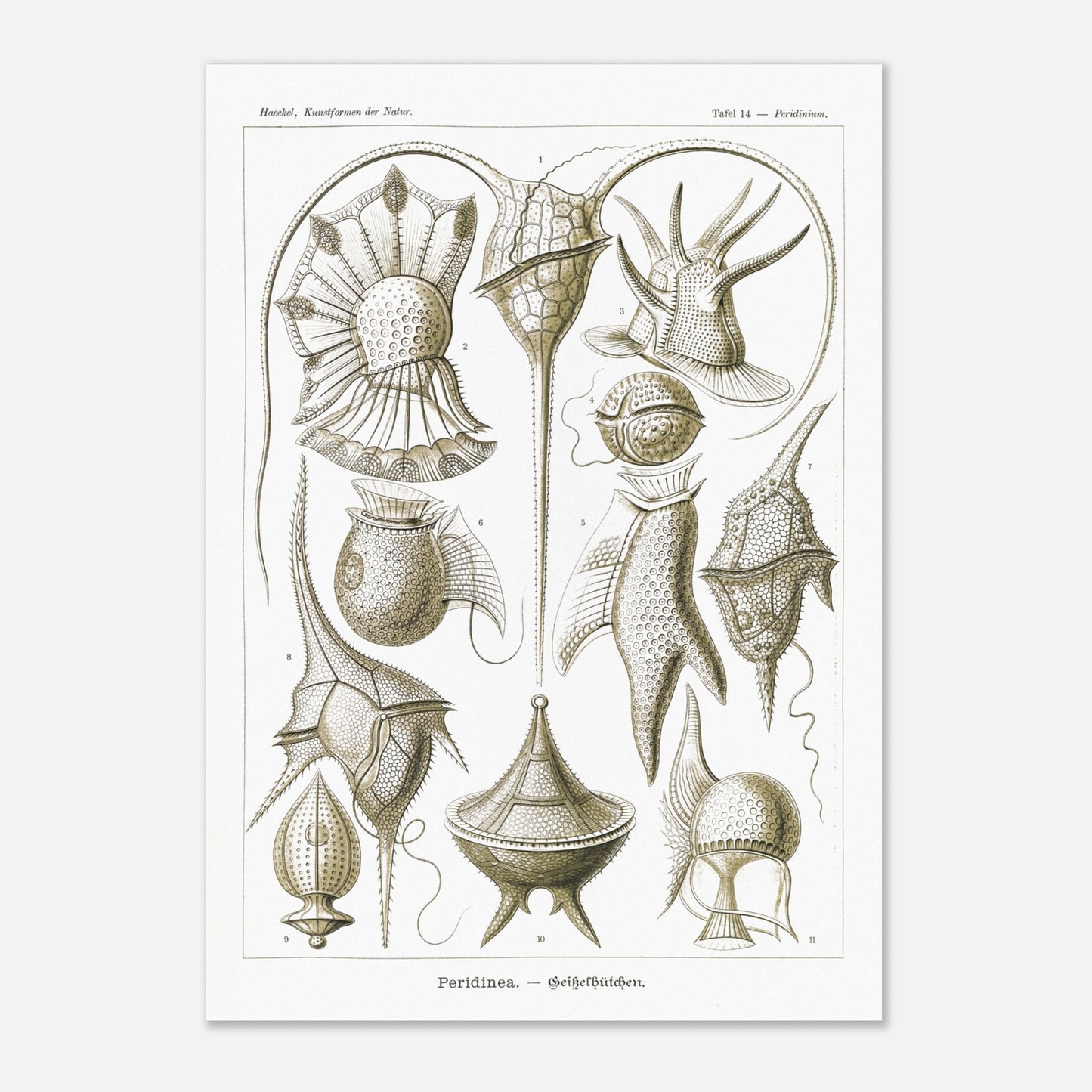 Planche naturaliste de dinoflagellés par Ernst Haeckel (42x59,4 cm (A2)). Planche d'illustrations naturalistes par Ernst Haeckel, présentant diverses formes de dinoflagellés aux structures complexes sur fond blanc.