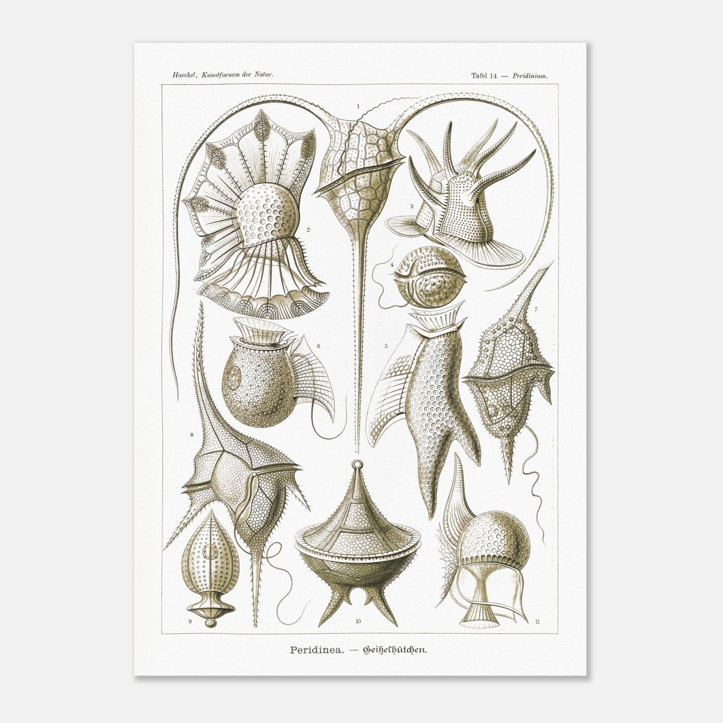 Planche naturaliste de dinoflagellés par Ernst Haeckel (50x70 cm). Planche d'illustrations naturalistes par Ernst Haeckel, présentant diverses formes de dinoflagellés aux structures complexes sur fond blanc.