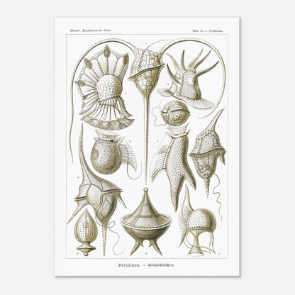 Planche naturaliste de dinoflagellés par Ernst Haeckel (50x70 cm). Planche d'illustrations naturalistes par Ernst Haeckel, présentant diverses formes de dinoflagellés aux structures complexes sur fond blanc.