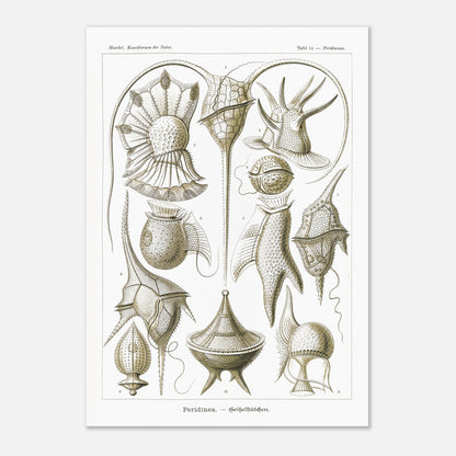Planche naturaliste de dinoflagellés par Ernst Haeckel (59,4x84,1 cm (A1)). Planche d'illustrations naturalistes par Ernst Haeckel, présentant diverses formes de dinoflagellés aux structures complexes sur fond blanc.