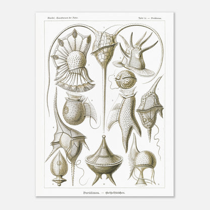 Planche naturaliste de dinoflagellés par Ernst Haeckel (60x80 cm). Planche d'illustrations naturalistes par Ernst Haeckel, présentant diverses formes de dinoflagellés aux structures complexes sur fond blanc.