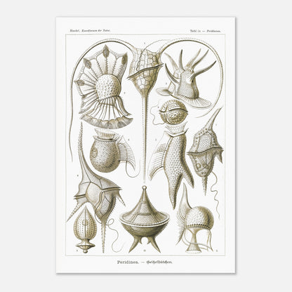 Planche naturaliste de dinoflagellés par Ernst Haeckel (70x100 cm). Planche d'illustrations naturalistes par Ernst Haeckel, présentant diverses formes de dinoflagellés aux structures complexes sur fond blanc.