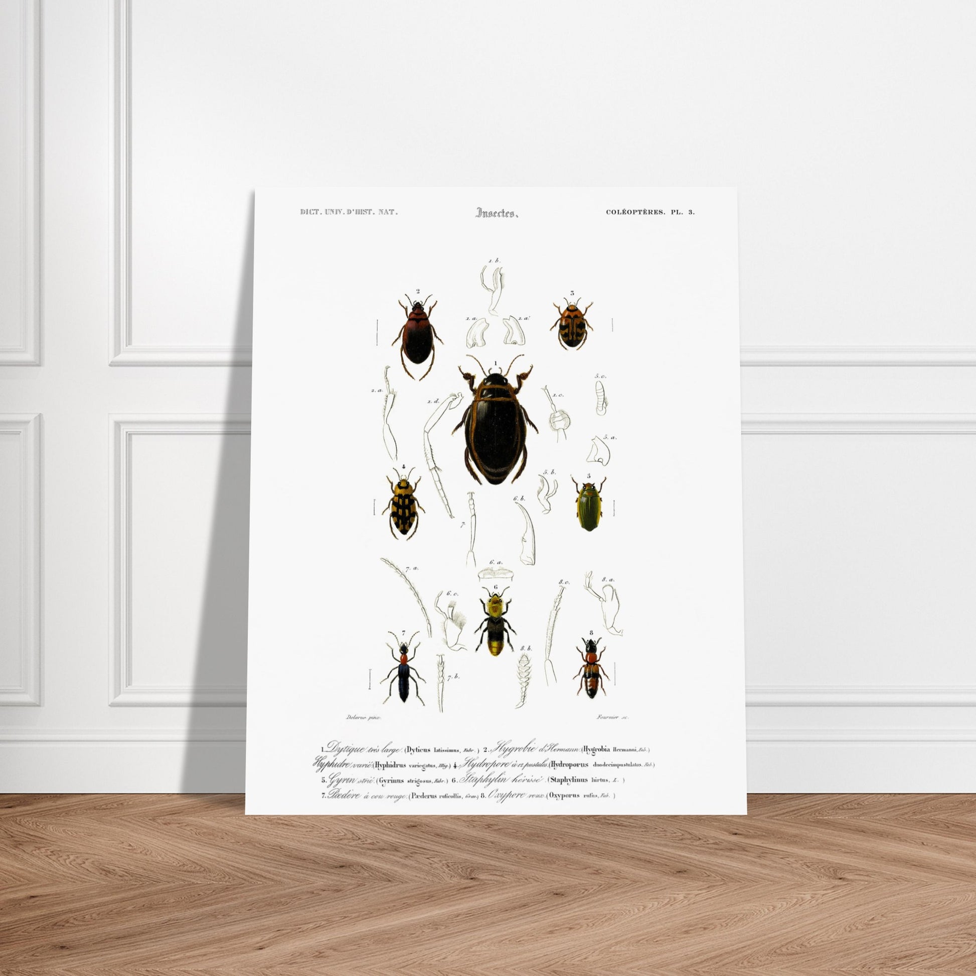 Dytique très large, Hygrobie d’Hermann, Hyphydre varié, Hydropore à douze pustules., Gyrin strié., Staphylin hérissé, Pédère à cou rouge, Oxypore roux - illustration naturaliste du Dictionnaire Univer - image 52908361875789