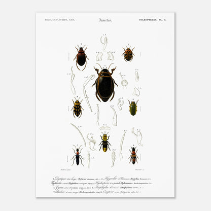 Dytique très large, Hygrobie d’Hermann, Hyphydre varié, Hydropore à douze pustules., Gyrin strié., Staphylin hérissé, Pédère à cou rouge, Oxypore roux - illustration naturaliste du Dictionnaire Univer - Taille 30x40 cm