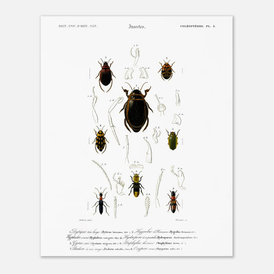 Dytique très large, Hygrobie d’Hermann, Hyphydre varié, Hydropore à douze pustules., Gyrin strié., Staphylin hérissé, Pédère à cou rouge, Oxypore roux - illustration naturaliste du Dictionnaire Univer - Taille 40x50 cm