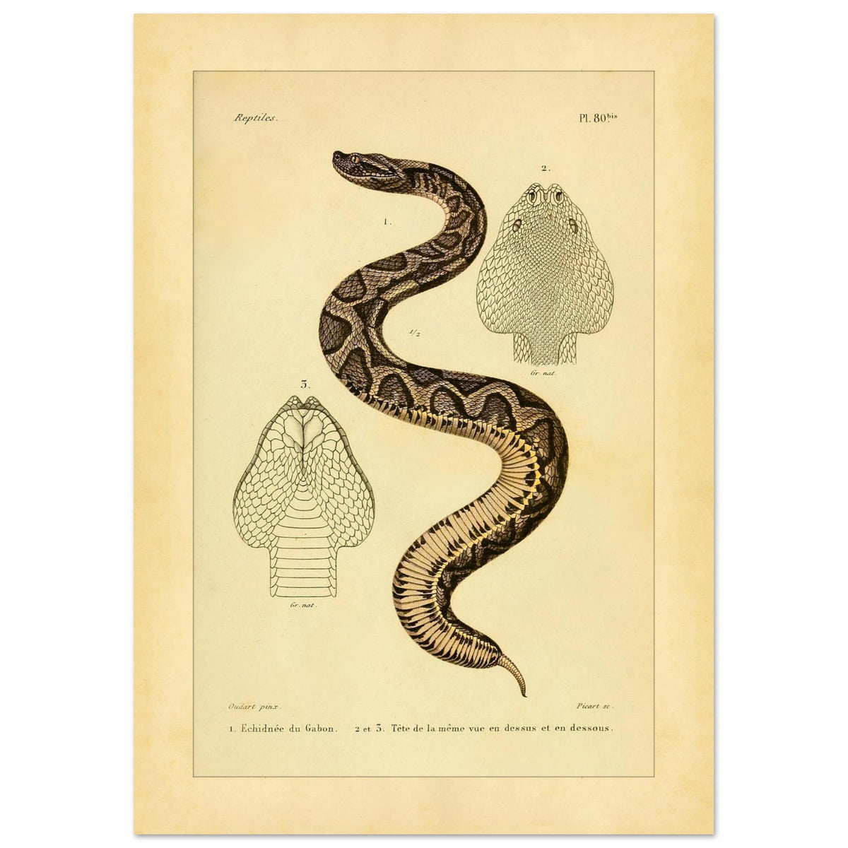 Gabunvipera-Reproduktion: zoologische Illustration (21x29,7 cm (A4)). Antike wissenschaftliche Tafel mit der Darstellung einer Schlange namens 'Echidnée du Gabon', mit Ansichten ihres Kopfes.