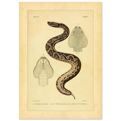 Gabunvipera-Reproduktion: zoologische Illustration (21x29,7 cm (A4)). Antike wissenschaftliche Tafel mit der Darstellung einer Schlange namens 'Echidnée du Gabon', mit Ansichten ihres Kopfes.