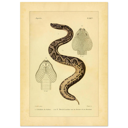Gabunvipera-Reproduktion: zoologische Illustration (29,7x42 cm (A3)). Antike wissenschaftliche Tafel mit der Darstellung einer Schlange namens 'Echidnée du Gabon', mit Ansichten ihres Kopfes.