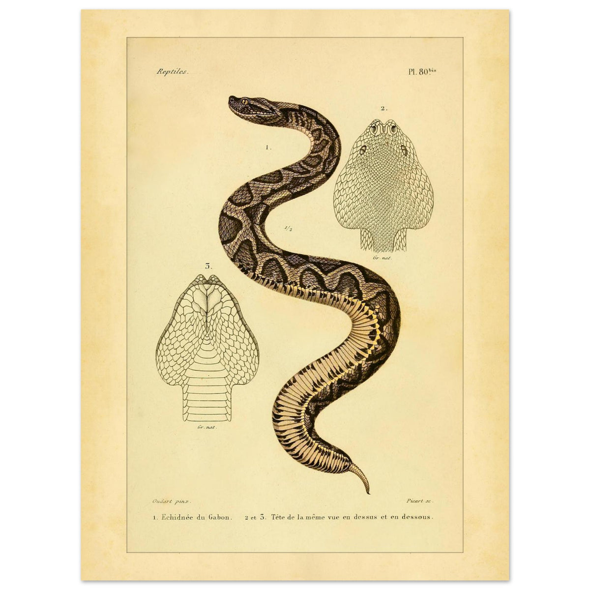 Gabunvipera-Reproduktion: zoologische Illustration (30x40 cm). Antike wissenschaftliche Tafel mit der Darstellung einer Schlange namens 'Echidnée du Gabon', mit Ansichten ihres Kopfes.