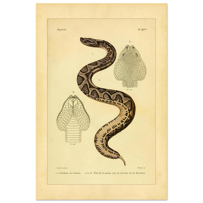 Gabunvipera-Reproduktion: zoologische Illustration (40x60 cm). Antike wissenschaftliche Tafel mit der Darstellung einer Schlange namens 'Echidnée du Gabon', mit Ansichten ihres Kopfes.