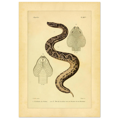 Gabunvipera-Reproduktion: zoologische Illustration (42x59,4 cm (A2)). Antike wissenschaftliche Tafel mit der Darstellung einer Schlange namens 'Echidnée du Gabon', mit Ansichten ihres Kopfes.