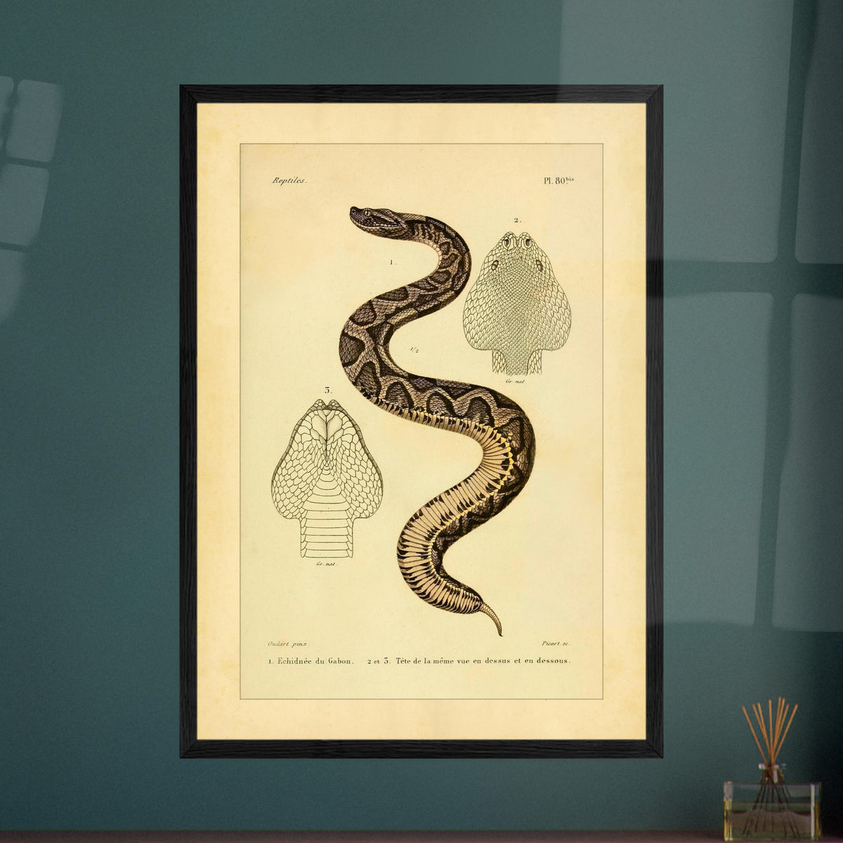 Gabunvipera-Reproduktion: zoologische Illustration. Antike wissenschaftliche Tafel mit der Darstellung einer Schlange namens 'Echidnée du Gabon', mit Ansichten ihres Kopfes.