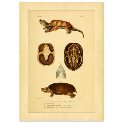 Emysaure serpentine et Staurotype musqué : reproduction de planches de tortues (21x29,7 cm (A4)). Planche naturaliste ancienne représentant deux tortues, l'une de face et l'autre de dos, avec des vues du plastron et de la mâchoire.