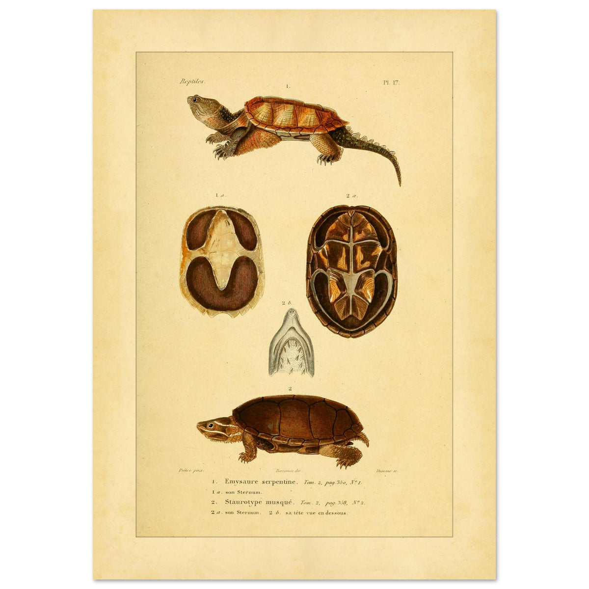 Emysaure serpentine et Staurotype musqué : reproduction de planches de tortues (29,7x42 cm (A3)). Planche naturaliste ancienne représentant deux tortues, l'une de face et l'autre de dos, avec des vues du plastron et de la mâchoire.