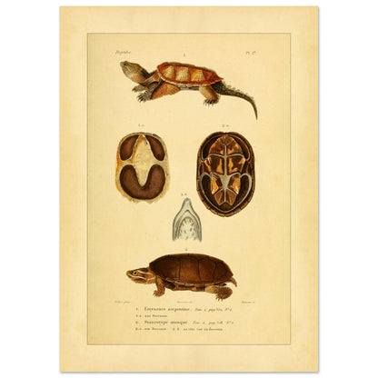 Emysaure serpentine et Staurotype musqué : reproduction de planches de tortues (29,7x42 cm (A3)). Planche naturaliste ancienne représentant deux tortues, l'une de face et l'autre de dos, avec des vues du plastron et de la mâchoire.